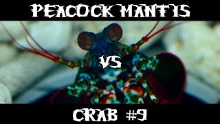 Peacock Mantis VS Crab 9 [upl. by Corissa360]