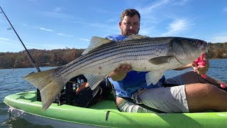 The DayBlitzing has Begun 103124 Fall Run Striped Bass [upl. by Adnalue285]