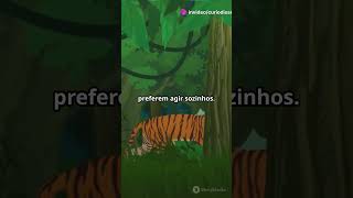 Leão vs Tigre Quem Vence curiosidades amuletos amuletosdasorte [upl. by Nodnyl]