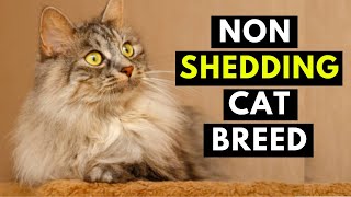 17 CAT BREEDS That SHED The LEAST  Hypoallergenic Cats [upl. by Guthrey808]