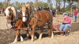 2014 Draft Horse amp Mule Plow Day full [upl. by Arualana]