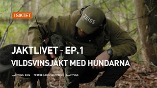 Jaktlivet│Ep1│Vildsvinsjakt med hundarna [upl. by Nnoj]