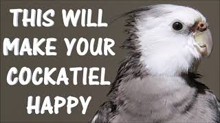 This will make your cocatiel happy  Cockatiel Singing Cockatiel Sounds [upl. by Restivo]