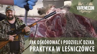 92 Jak oskórować i podzielić DZIKA Praktyka w Leśniczówce [upl. by Yrrak]