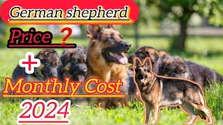 German Shepherd Price In India 2024 Gsd Dog Price And Monthly Expenses Full Information In Hindi [upl. by Isadore599]