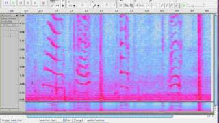 Exploring Audacitys Spectrogram View [upl. by Ulphi838]