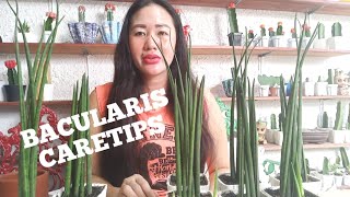 BACULARIS CARETIPS [upl. by Yntirb752]