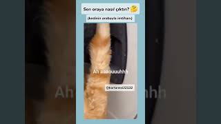 kedi türkçe konușuyor oynat bakalım keşfet keşfetbeniöneçıkar viralshort fypシ゚viral kartanesi [upl. by Ierbua460]