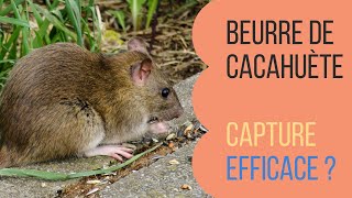 Beurre de cacahuète VS Rat  Un bon piege a rat qui fonctionne Attraper un rat pieger une souris [upl. by Theall869]