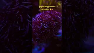 Faszination Meerwasser Aquarium aquarium fyp youtubeshorts corals reef reeftank [upl. by Ru959]