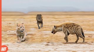 Hyena Attacks Lion Cub and Quickly Regrets It [upl. by Secor]