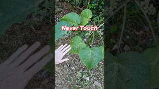 सबसे खतरनाक पौधा l Gympie Gympie l The amazing plant l trending viralvideo learnwithme [upl. by Immac]