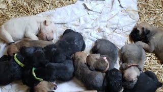 Multicolored canecorso puppies big milestones [upl. by Damales]