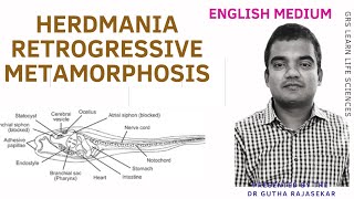 Herdmania retrogressive metamorphosis ascidian tadpole larva urochordata metamorphosis NEET [upl. by Muriah]