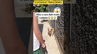 A cara do cachorro e o melhor kkkkk [upl. by Yleak]