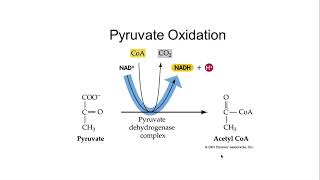 AP Bio 36 Cellular Respiration Dr Joseph [upl. by Liryc554]