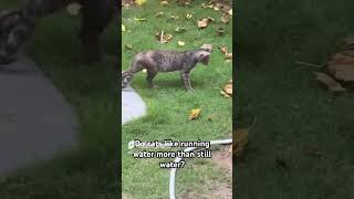 Instinctual behaviour of cats youtubeshorts pets dog kitten [upl. by Erialcyram]