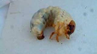 Stag beetle larva Lucanus cervus [upl. by Arracahs287]