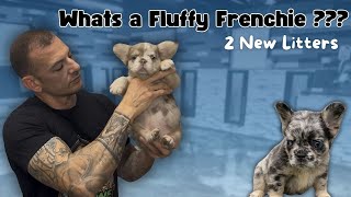 Fluffy Frenchies explained The history amp 2 New litters A must see for potential buyers [upl. by Enrica]