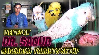 Visited At Dr Saud Hagoromo Parrots Setup 2018 Jamshed Asmi Informative Channel In UrduHindi [upl. by Tareyn959]