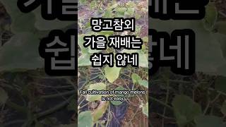 망고참외 가을 재배는 쉽지 않네Fall cultivation of mango melons is not easy 참외 망고참외 melon [upl. by Goulden392]