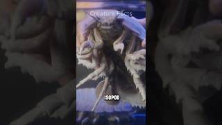 Giant Isopod│Giant Cockroach In The Ocean [upl. by Assilev371]