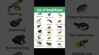 List of Amphibians 🌊🐸 ✨ [upl. by Nilahs]