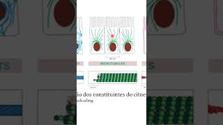 Microtubos um dos constituintes do citoesqueleto [upl. by Aitnic331]