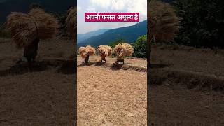 बाहर की मिलावट से कई गुना अच्छी है अपनी फसल । Na Daud Na Daud । Garhwali Song By Narendra Singh Negi [upl. by Enelram]