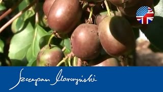 Actinidia KIWI BERRY  species varieties applications  Part 1 [upl. by Ditmore]