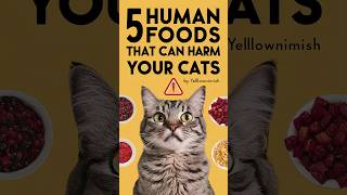 Cat food  Can cats get food poisoning cat cats kitten meowfelinemoments [upl. by Kristin]