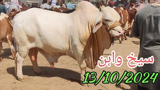 Sheikhwan Cow Mandi Cattle Rates Update  13 October 2024  Cow Mandi 2024 [upl. by Galitea]