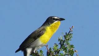 Yellowbreasted Chat Icteria virens Chattering Calling Singing Rattlesnake Springs NM [upl. by Rodmun440]