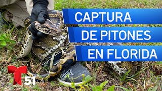 Empieza la competencia de captura de pitones en Everglades con hasta 10000 [upl. by Ile663]