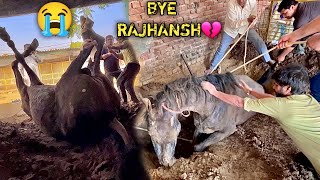 RIP🙏🏻RAJHANSH 💔😭Sab Khatm Ho Gya [upl. by Cassandra]