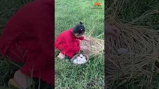 Tiny Farmer Finds a Nest Cute Egg Hunt in the Countryside babyfarmer eggfarming countryside [upl. by Llereg]