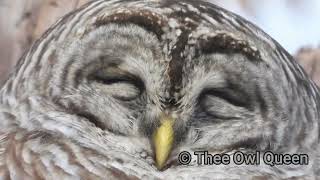 Barred owl AMAZING CLOSEUP [upl. by Atimad]