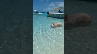 Swimming with the pigs in gorgeous turquoise waters at Pig Beach Exuma Bahamas [upl. by Iuq219]