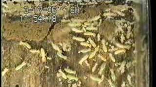 Termites Workers and Larvae [upl. by Jim832]