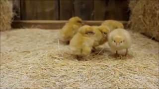 Buff Orpington Chicks [upl. by Nnanerak]