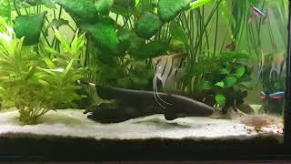 Duch amazoński  Apteronotus albifrons Knife Fish [upl. by Etteve390]