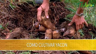 Como cultivar Yacon TvAgro por Juan Gonzalo Angel Restrepo [upl. by Sholley]