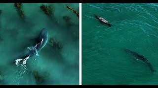 Sea lion Approached by Two Great White Sharks in Shallow Water [upl. by Melony844]