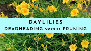 Deadheading Daylilies versus Pruning Daylilies [upl. by Nevi]