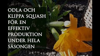 Odla och klippa SquashZucchini för en effektiv produktion under hela säsongen [upl. by Enawd569]