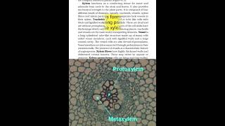 protoxylem  metaxylem  Exarch  endarch part135 [upl. by Jowett]