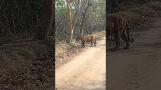 Pilibhit tiger reserve safari [upl. by Eldwun]