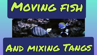 Moving Fish and Mixing Tangs [upl. by Gyimah792]