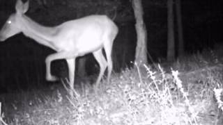 Nachts im Wald Rehe Wildschweine Rothirsche Eifel bei Dohr 141682015 [upl. by Monti]