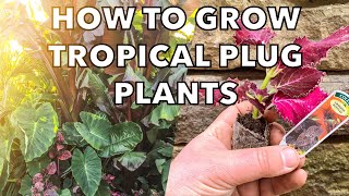 How to Grow Plug Plants for a Budget Tropical or Flower Garden [upl. by Samot]